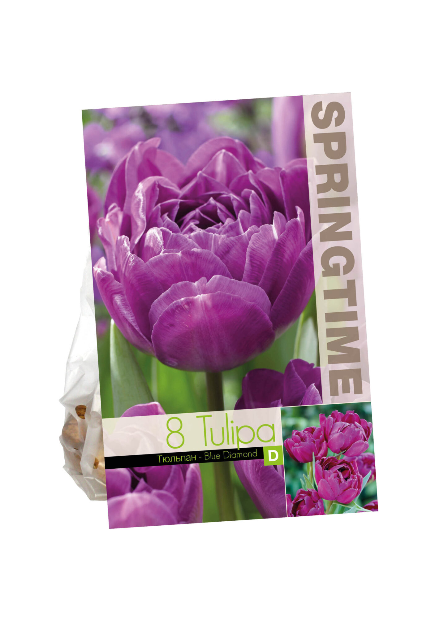 Tulipa Blue Diamond