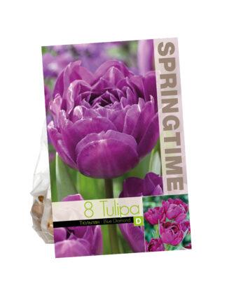 Tulipa Blue Diamond