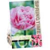 Tulipa Foxtrot