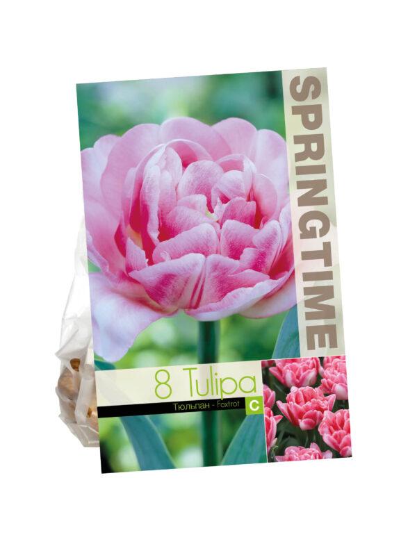 Tulipa Foxtrot