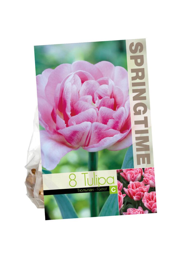 Tulipa Foxtrot