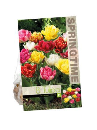 Tulipa Double Early Mixed