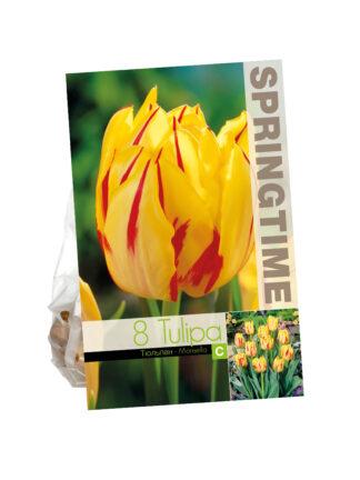 Tulipa Monsella