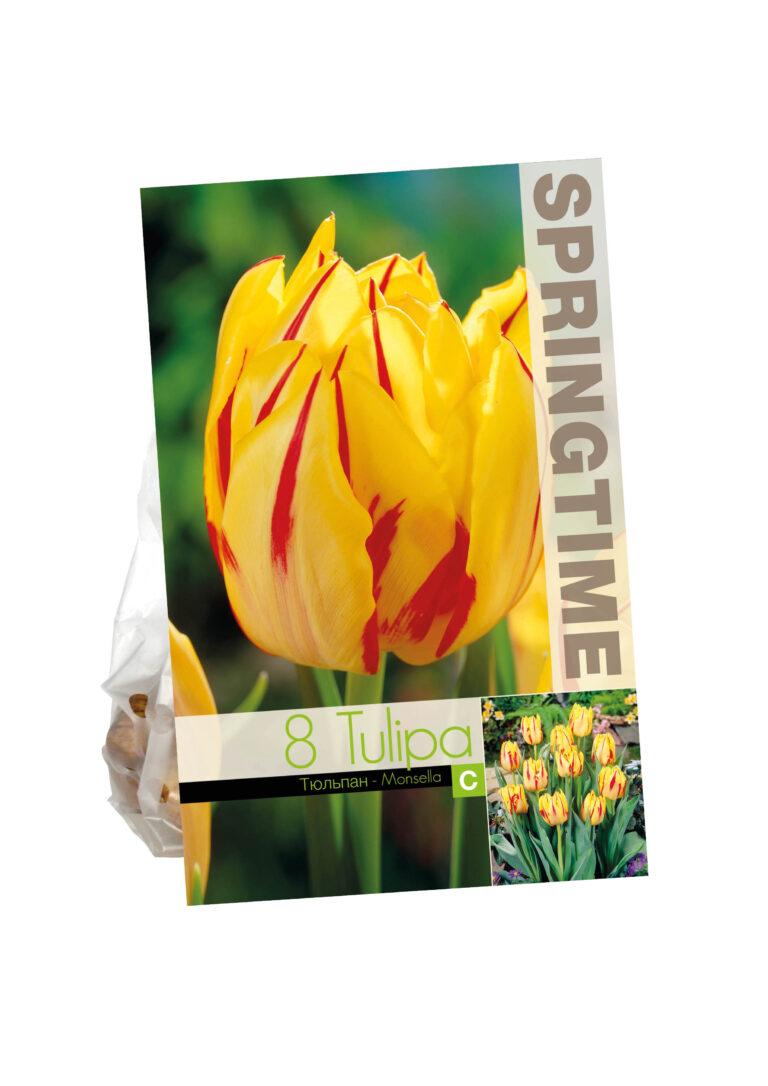 Tulipa Monsella