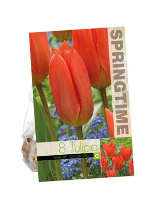 Tulipa Orange Brilliant