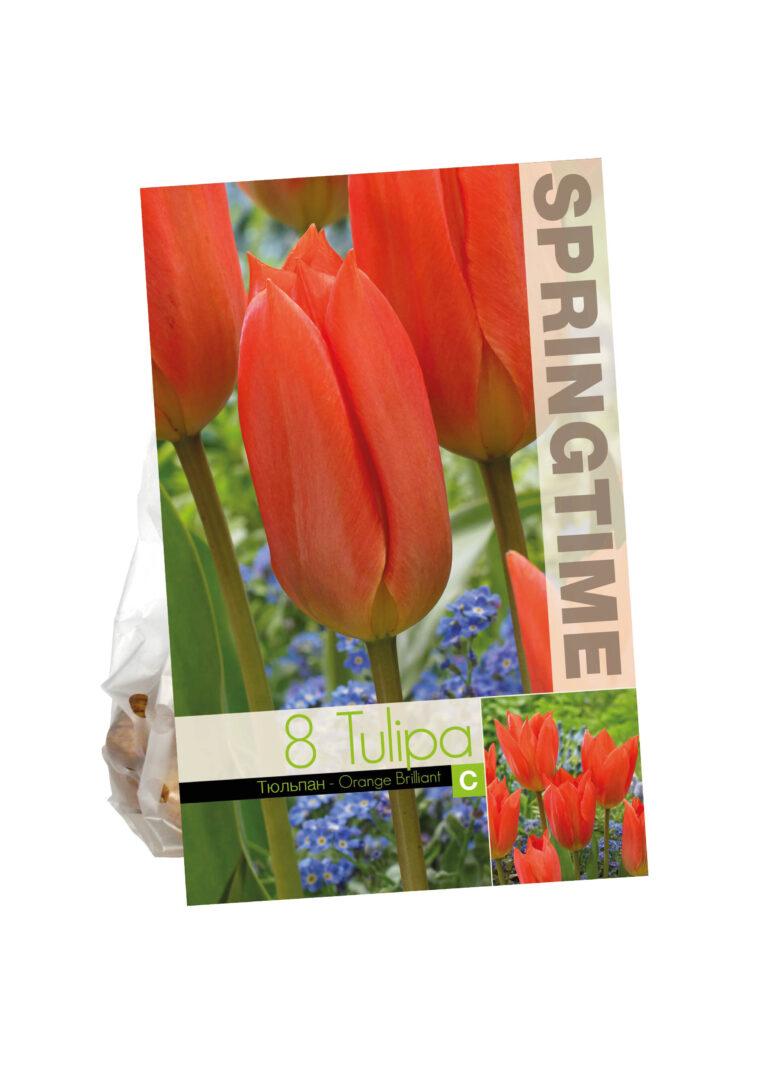 Tulipa Orange Brilliant
