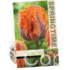 Tulipa Prinses Irene Parrot