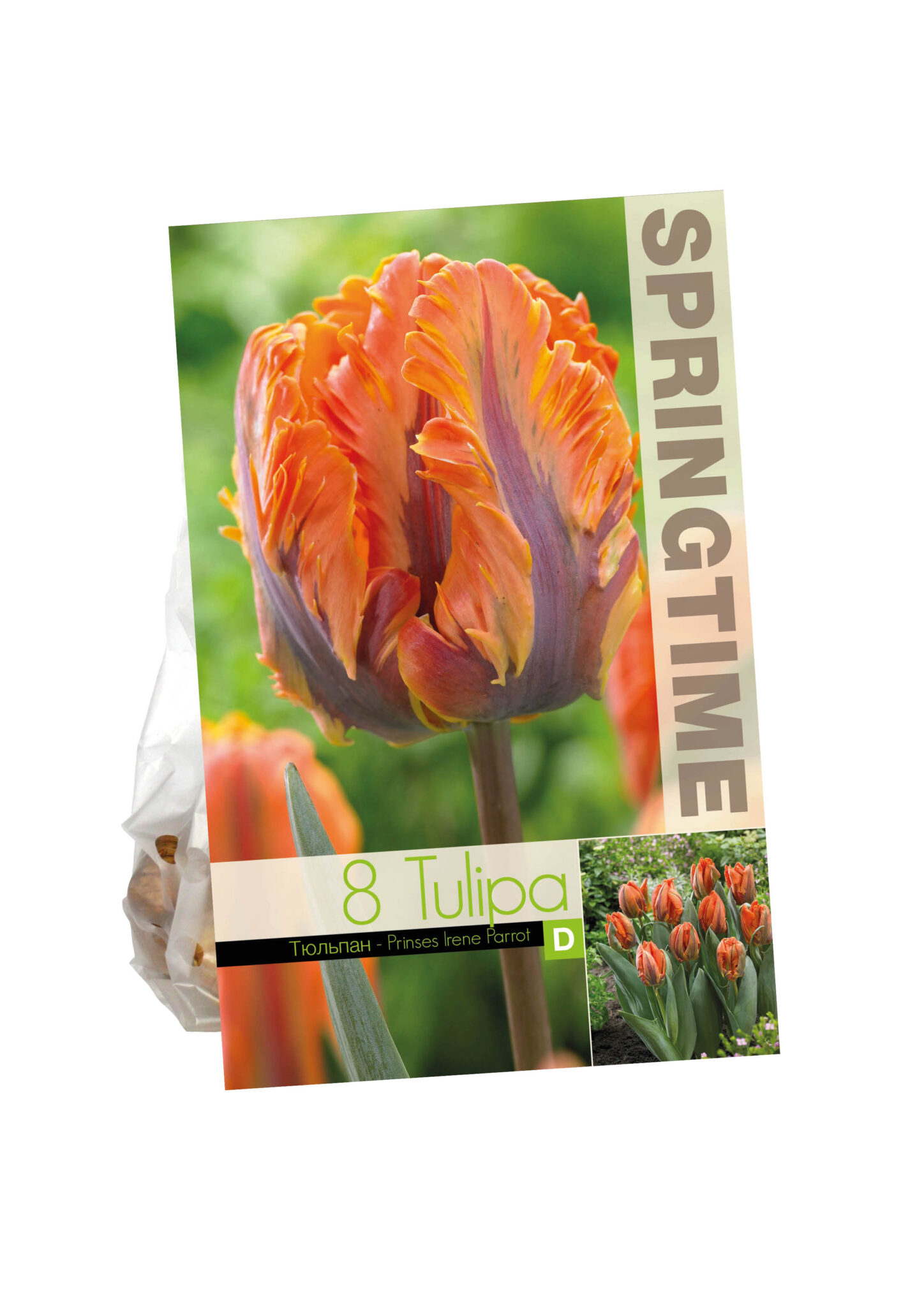 Tulipa Prinses Irene Parrot