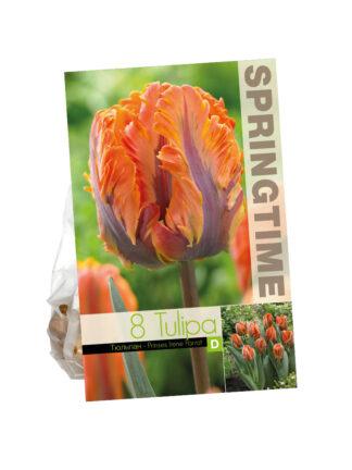 Tulipa Prinses Irene Parrot