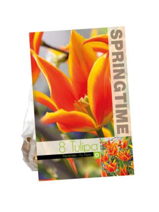Tulipa Fly Away