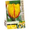 Tulipa Flamenco