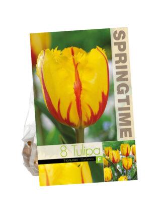 Tulipa Flamenco