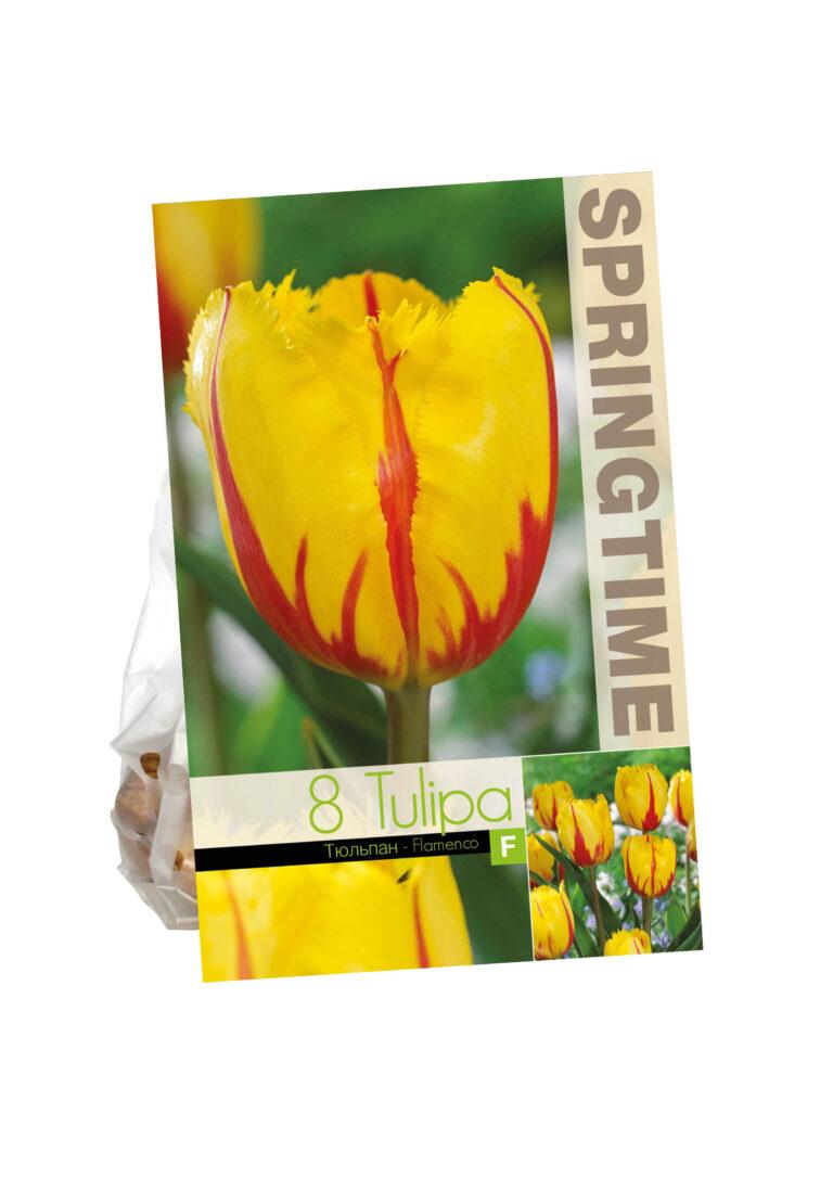 Tulipa Flamenco