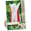 Tulipa Marilyn