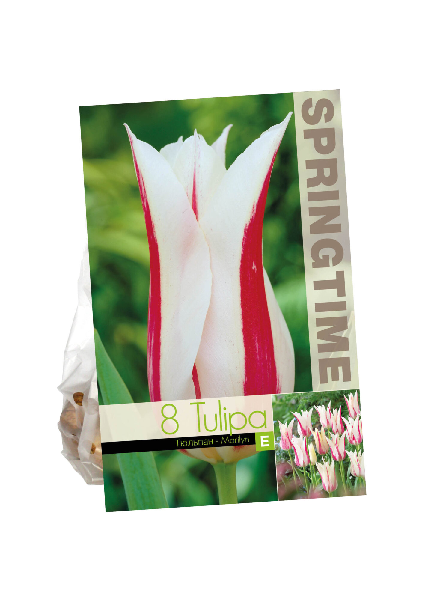 Tulipa Marilyn