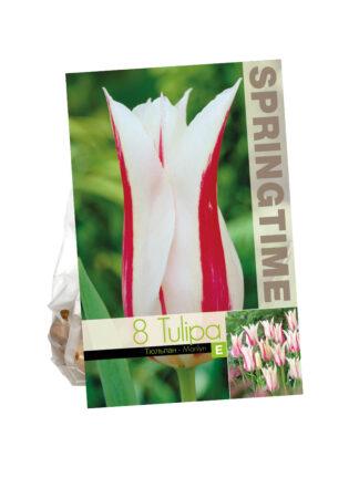 Tulipa Marilyn