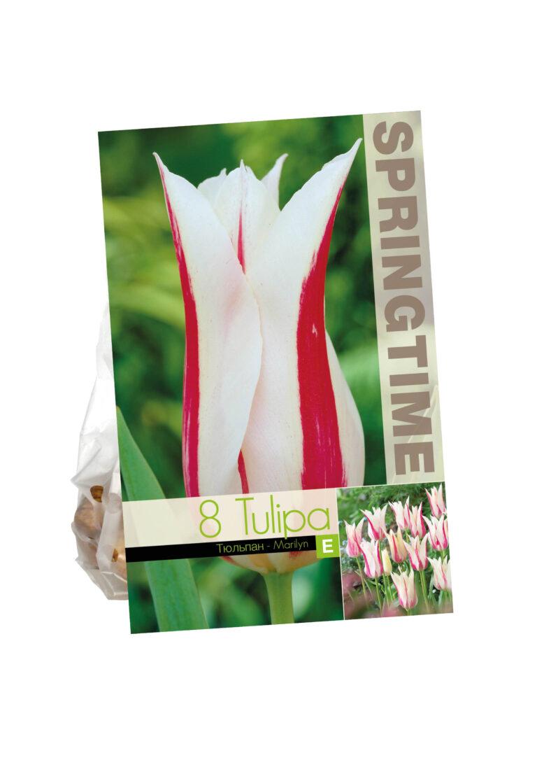 Tulipa Marilyn