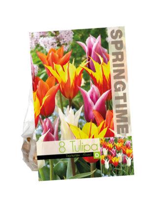 Tulipa Lily Flowering Mixed