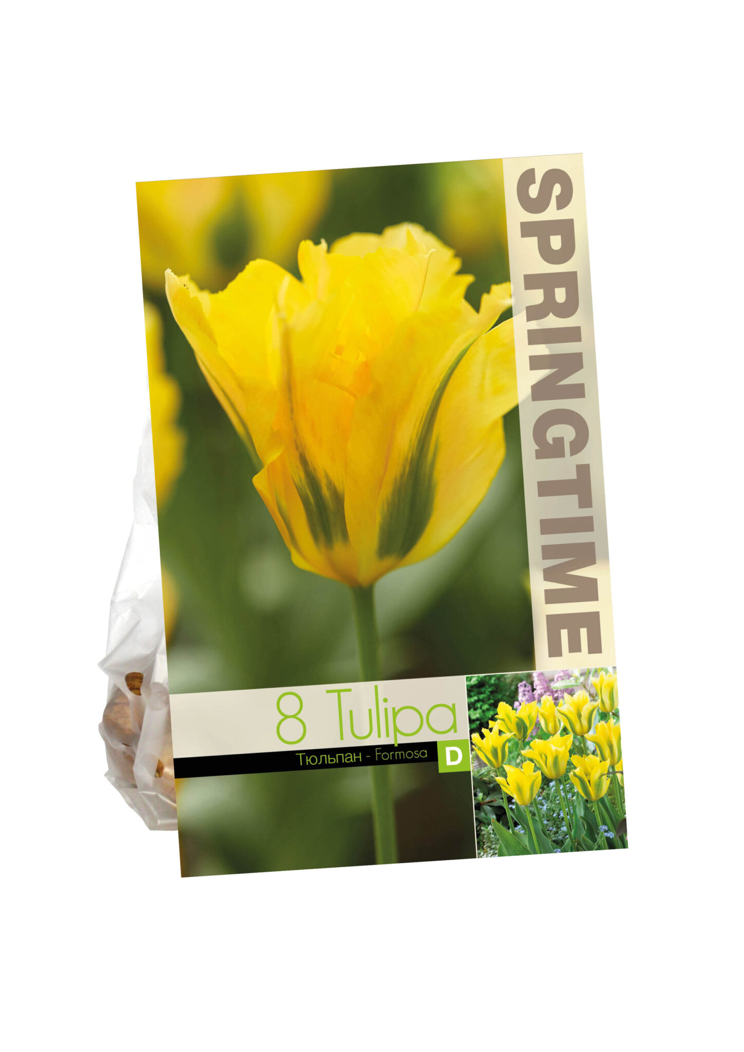 Tulipa Formosa