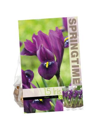 Iris Reticulata J.S. Dijt