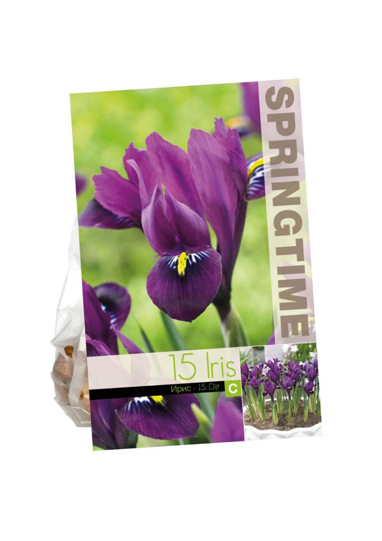 Iris Reticulata J.S. Dijt