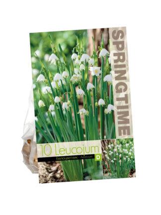 Leucojum Aestivum