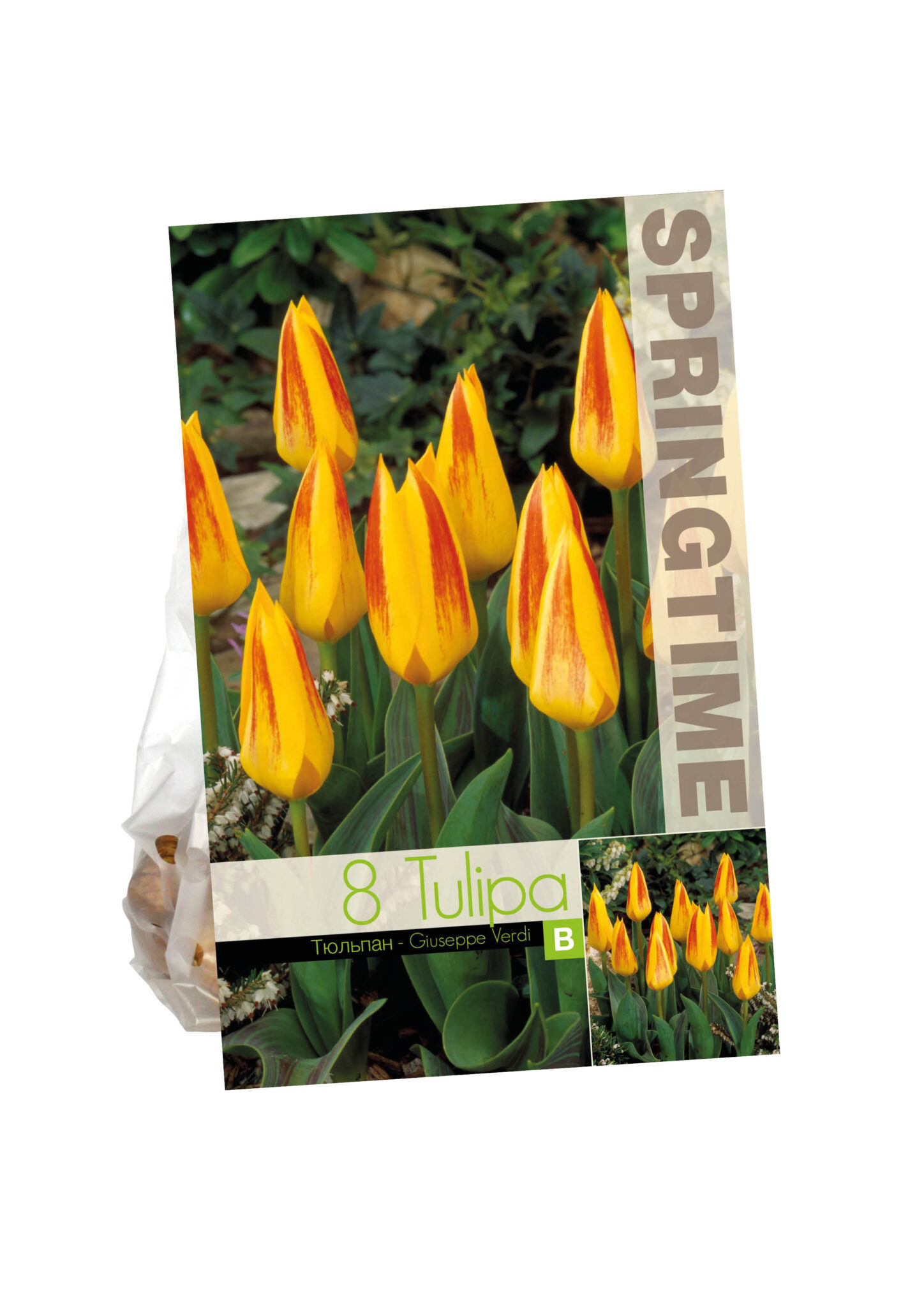 Tulipa Giuseppe Verdi