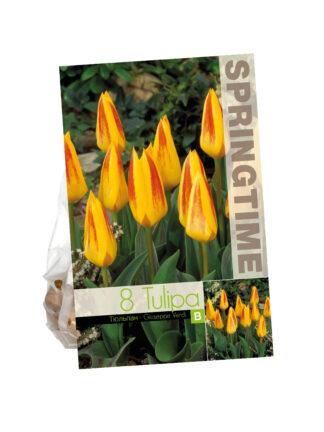 Tulipa Giuseppe Verdi