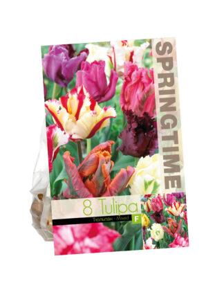 Tulipa Parrot Mixed