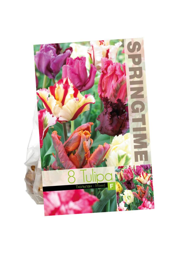 Tulipa Parrot Mixed