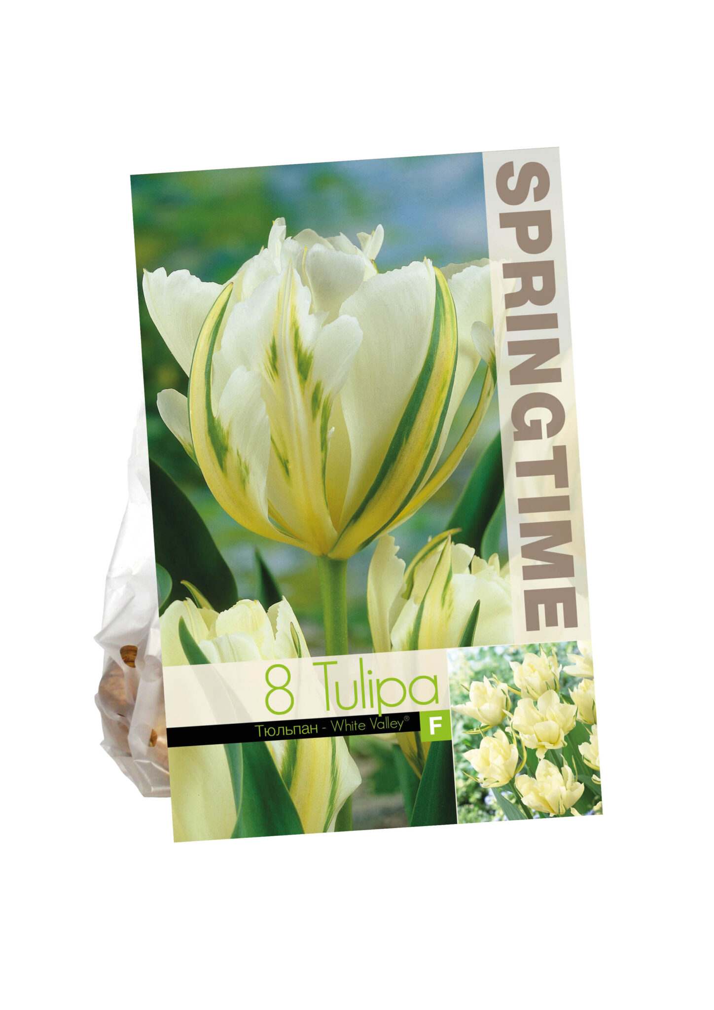 Tulipa White Valley