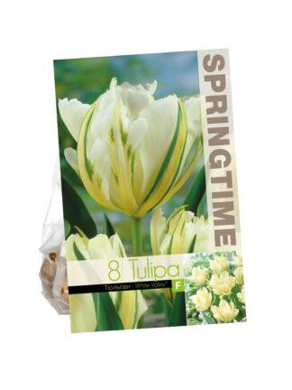 Tulipa White Valley