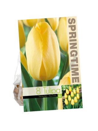 Tulipa Big Smile
