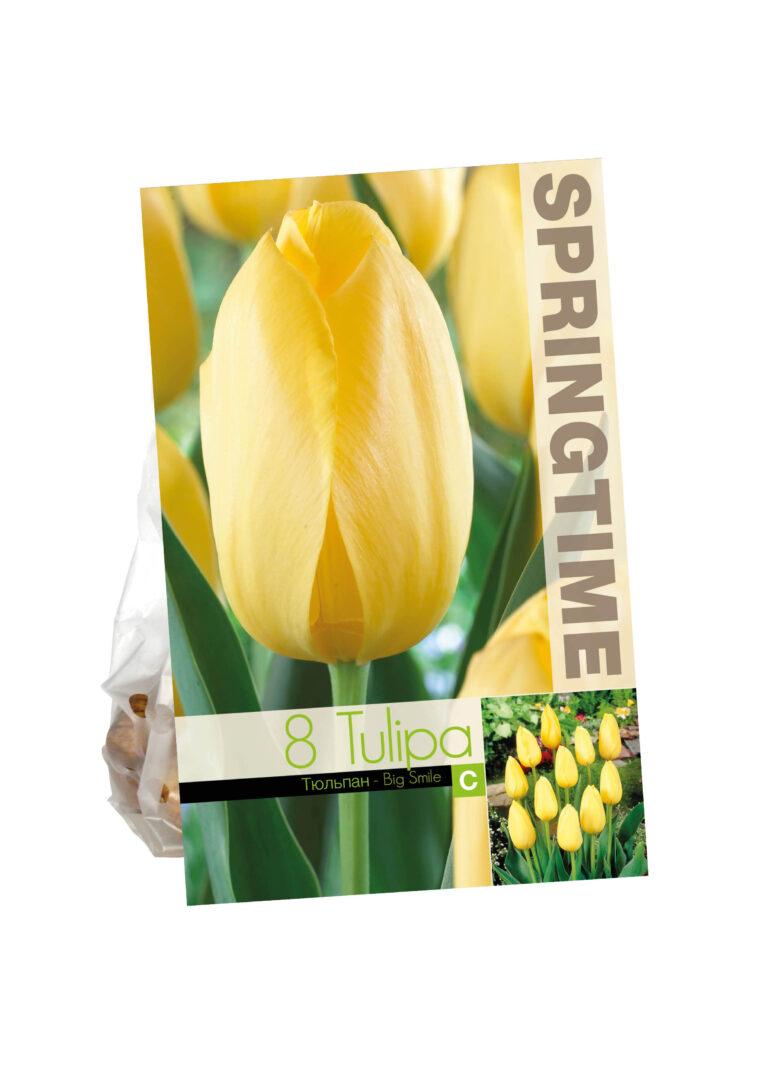 Tulipa Big Smile
