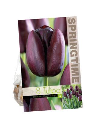 Tulipa Queen of Night