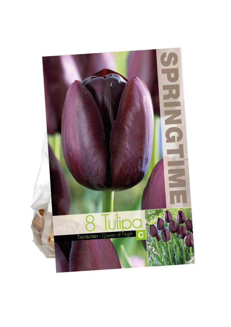 Tulipa Queen of Night