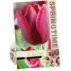 Tulipa National Velvet