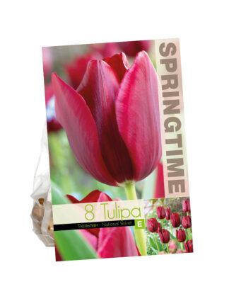 Tulipa National Velvet