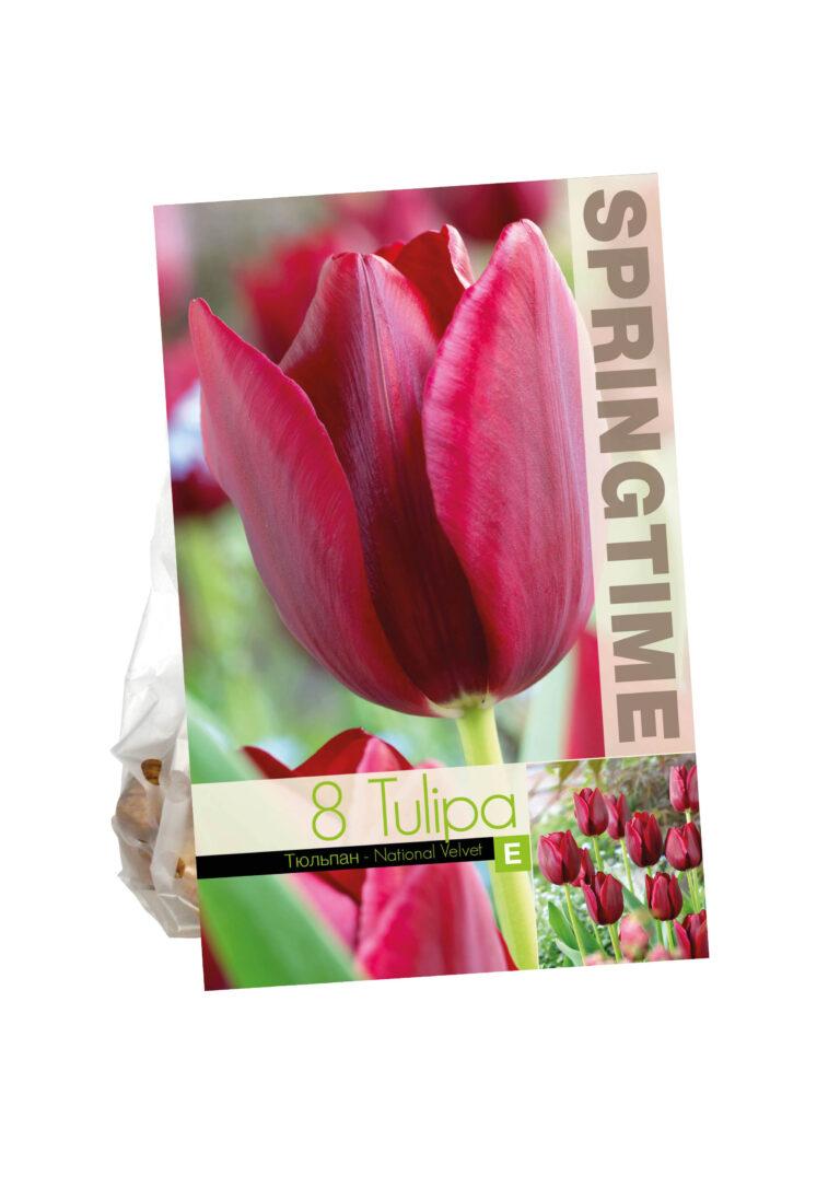 Tulipa National Velvet
