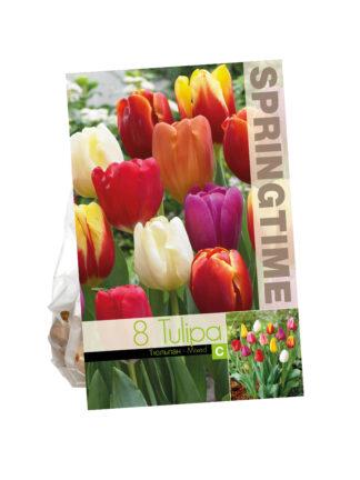 Tulipa Triumph Mixed