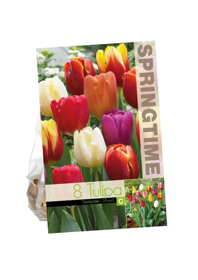 Tulipa Triumph Mixed