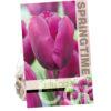 Tulipa Negrita