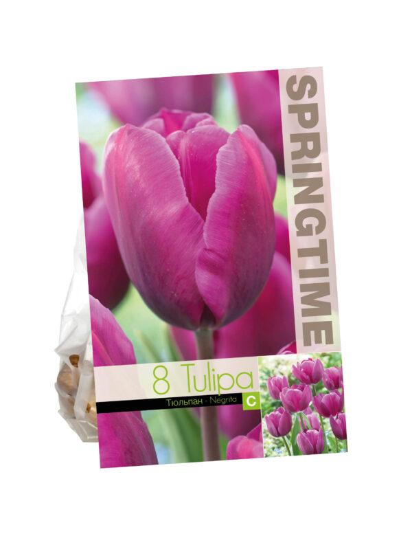 Tulipa Negrita