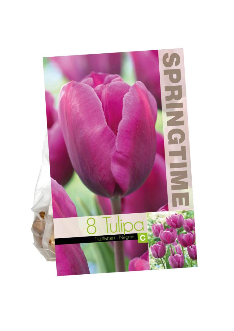 Tulipa Negrita