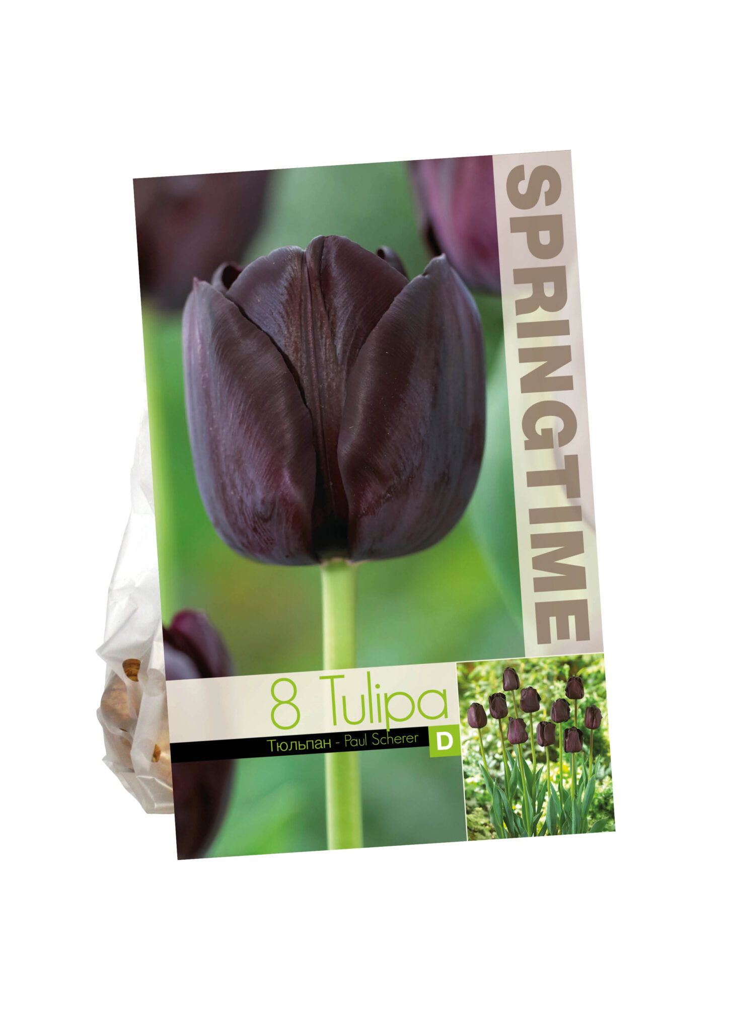 Tulipa Paul Scherer