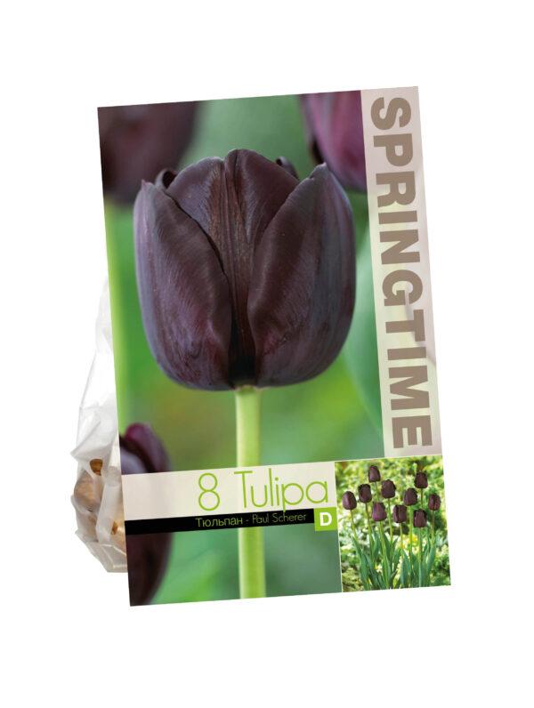 Tulipa Paul Scherer