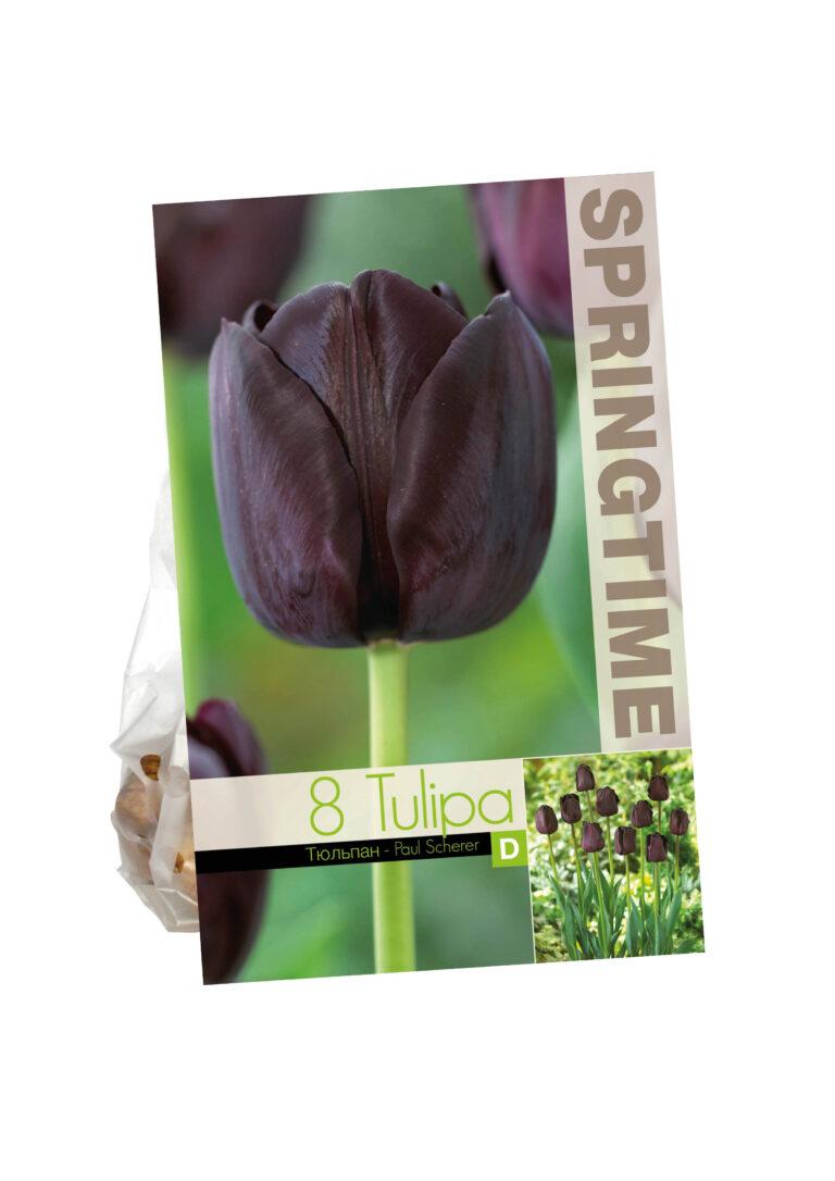 Tulipa Paul Scherer