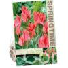 Tulipa Toronto