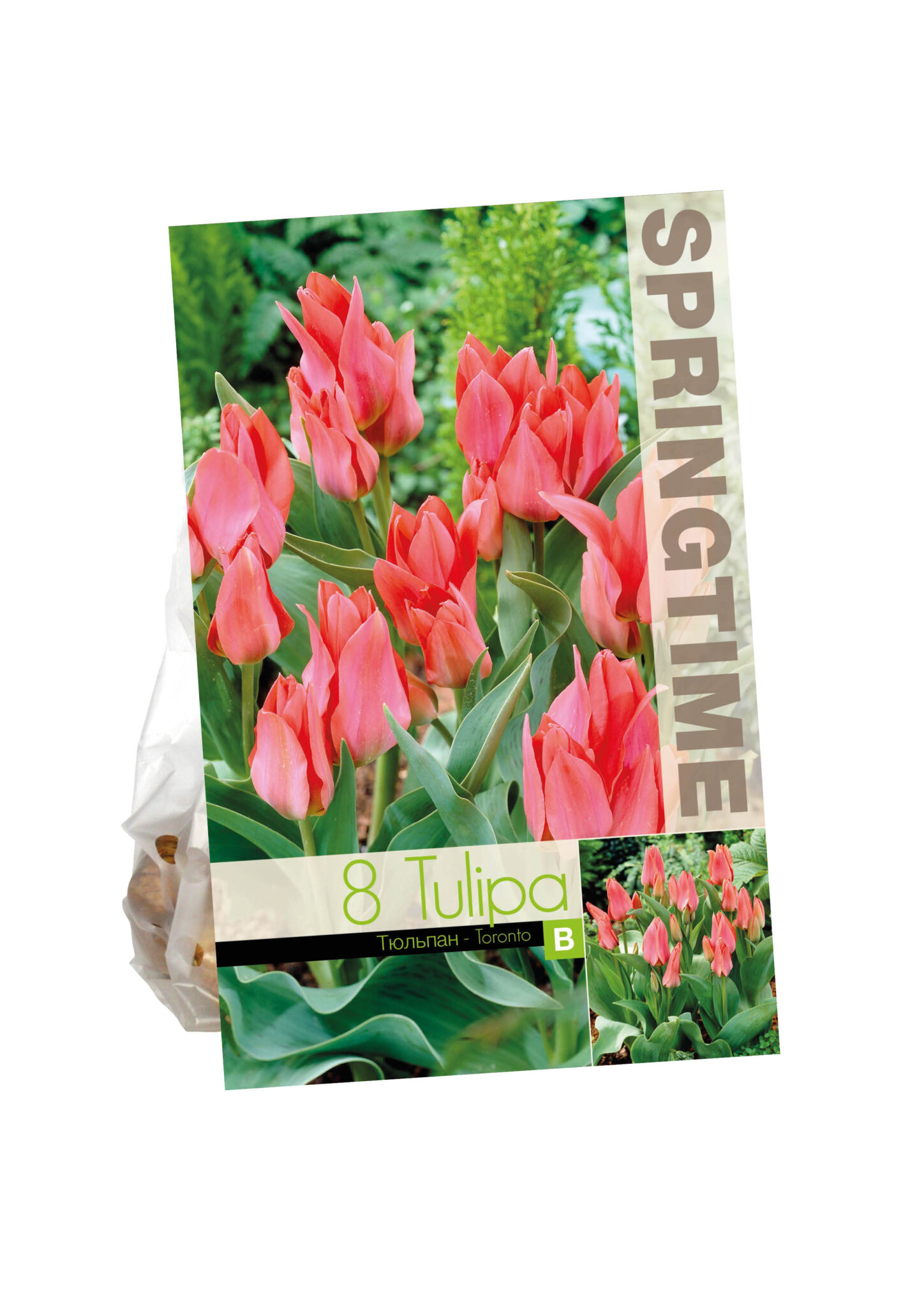 Tulipa Toronto