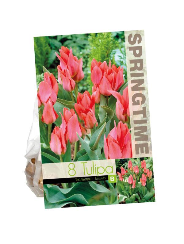 Tulipa Toronto